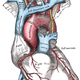 Illustration for article titled Just In Time For V-Day: Death By Heartbreak • "Womb Boxes" Mess With Sleep Cycles